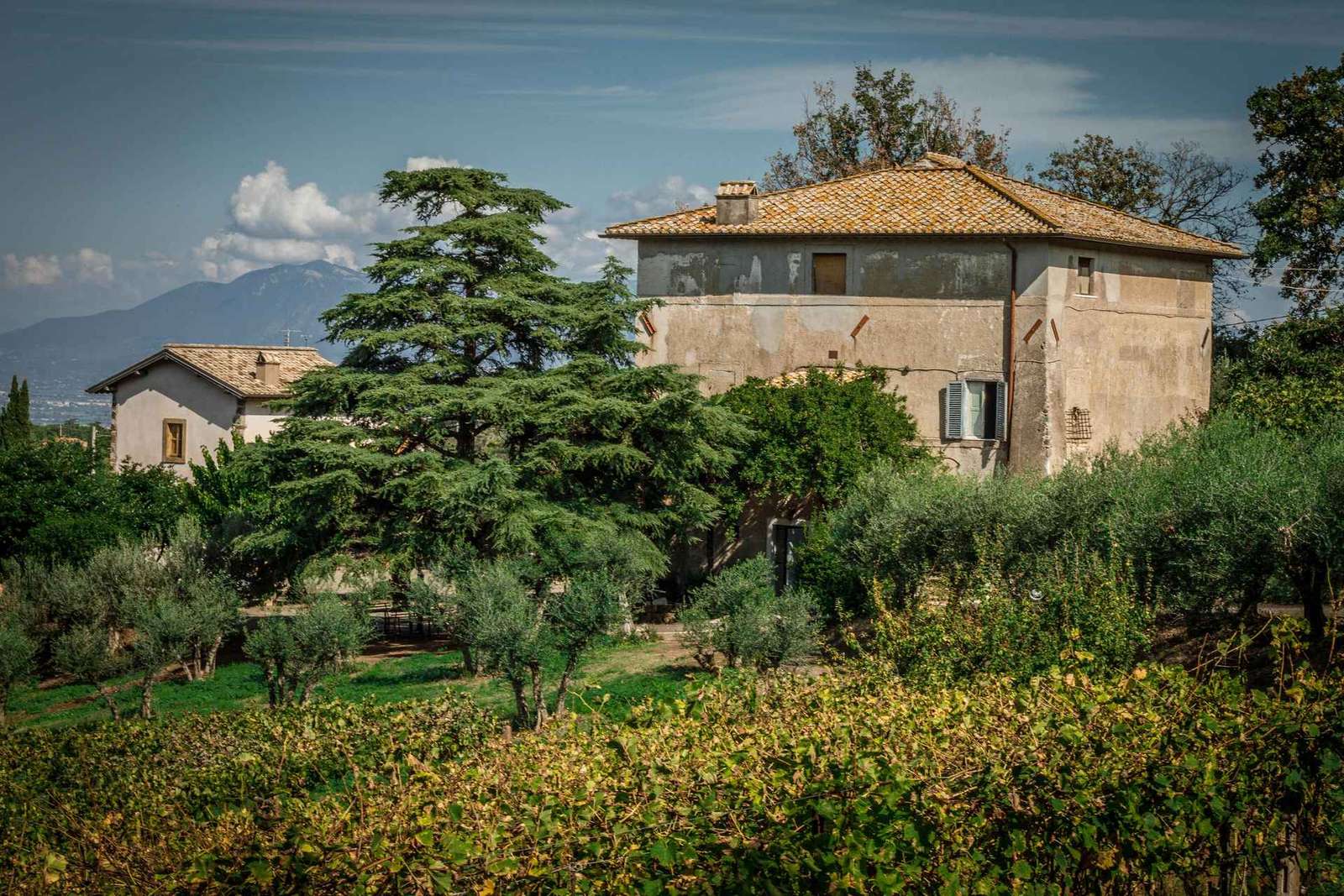 Frascati: tour di mezza giornata del vino