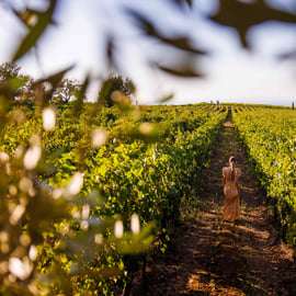 Roma: Tour privato di degustazione di vini di campagna